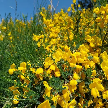 Appartamento Melodia Ciszy Debina *