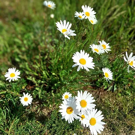 Melodia Ciszy Debina Apartmán