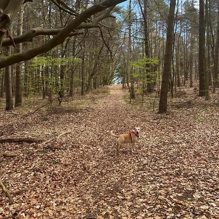 Melodia Ciszy Debina Debina (Ustka)