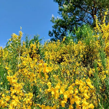 Melodia Ciszy Debina Debina (Ustka)