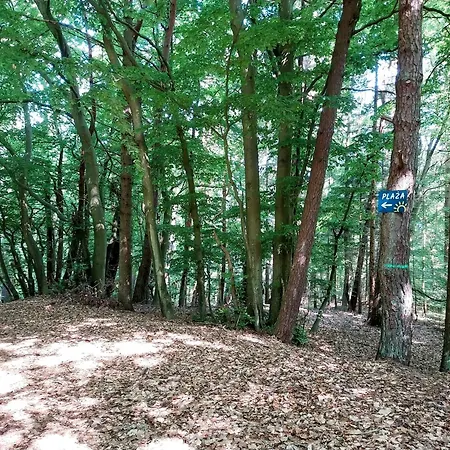 Melodia Ciszy Debina