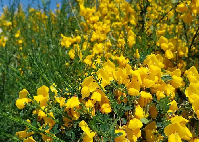 Apartment Melodia Ciszy Debina *