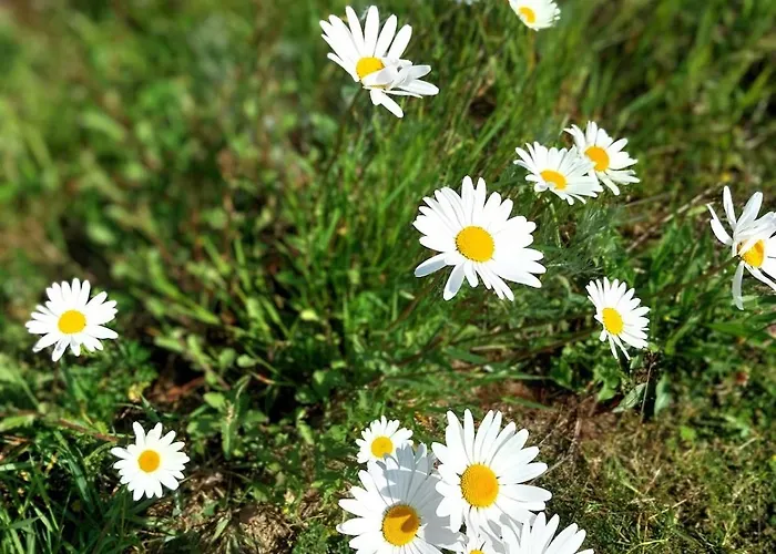 Melodia Ciszy Debina Apartment