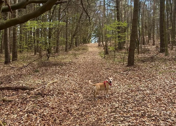 Melodia Ciszy Debina Debina (Ustka)