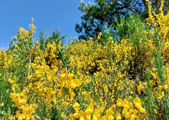 Melodia Ciszy Debina Debina (Ustka)